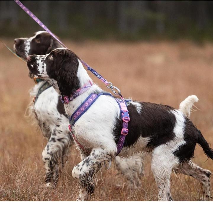 Produktbild Non-Stop Dogwear Non-Stop - Line Harness 5.0 - RP Purple/Pink - 5 (5, Hund, Allgemein, Spazieren)