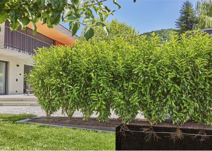 Productafbeelding Gardena Boven- en ondergrondse druppelslang voor struiken/haagjes (Druppelslang + druppelslang)