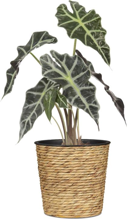 Actual product image Scheurich Water hyacinth 34, wicker planter/basket planter/basket pot made of Water hyacinth Colour: Nature, 3 (34 cm)