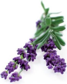 Produktbild Click and Grow Lavendel (Kräutersamen)