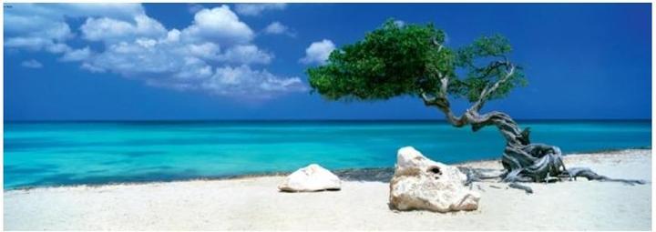 Image du produit Heye Alexander von Humboldt : L'arbre Divi Divi (1000 pièces)