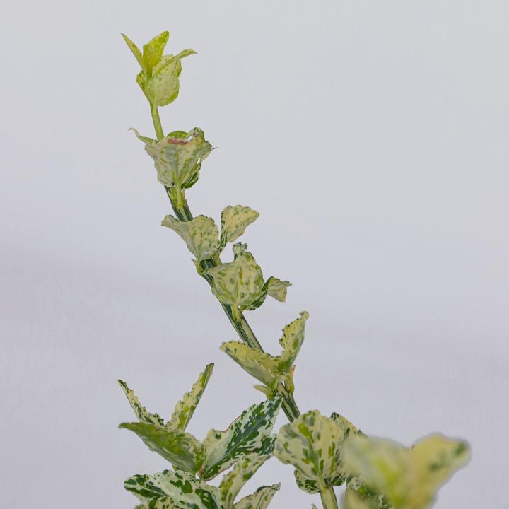 Produktbild Plant in a Box Euonymus Harlequin - 4er Set Gartenpflanzen (20 cm)