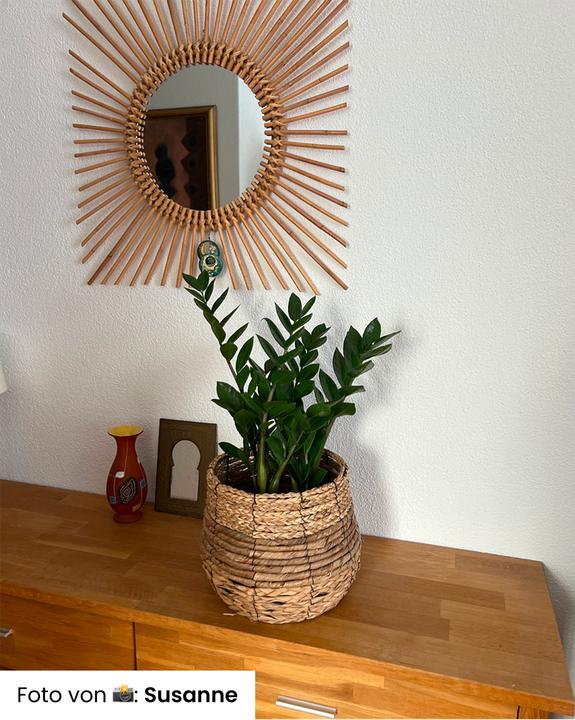 Image du produit feey Glücksfeder (35 cm, Fraîchement rempotés)