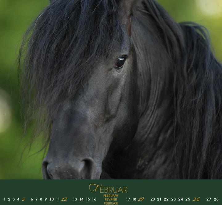 Image du produit Friesen 2026