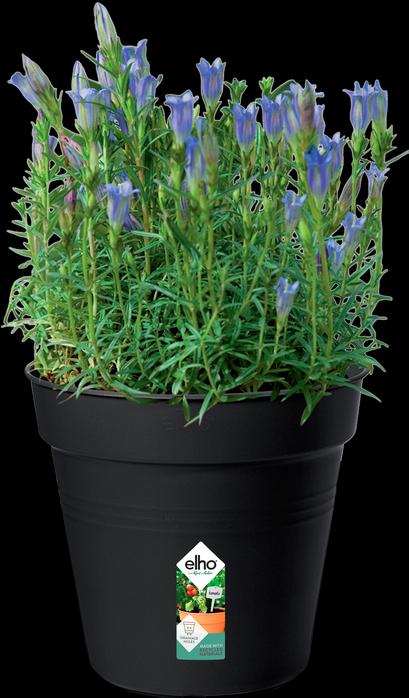 Actual product image Elho Green Basics (17 cm)