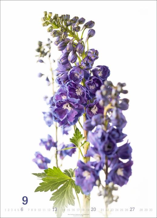 Produktbild Blütenbilder Kalender 2026 (49 x 68 cm)
