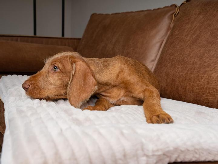 Produktbild Trend Pet Harmony (Katze, Hund)