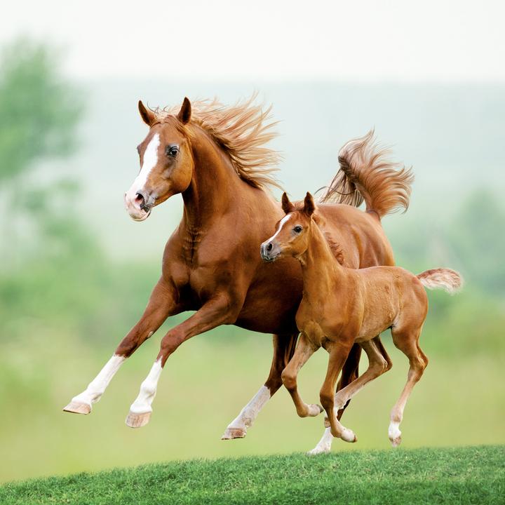 Produktbild Pferde/Horses 2026 (30 x 30 cm)