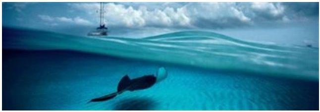 Immagine prodotto Heye Panorama di Stingray Humboldt (1000 pezzi)