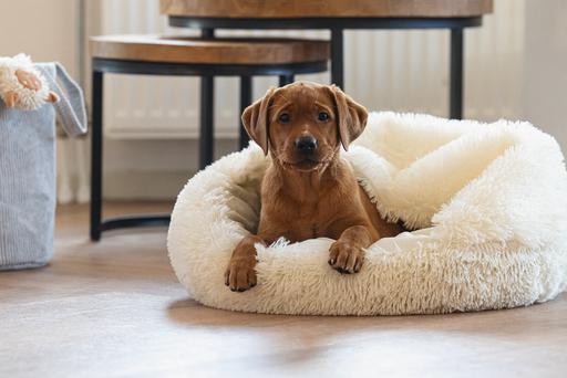 Actual product image Beeztees Puppy bed Kiki (Dog)