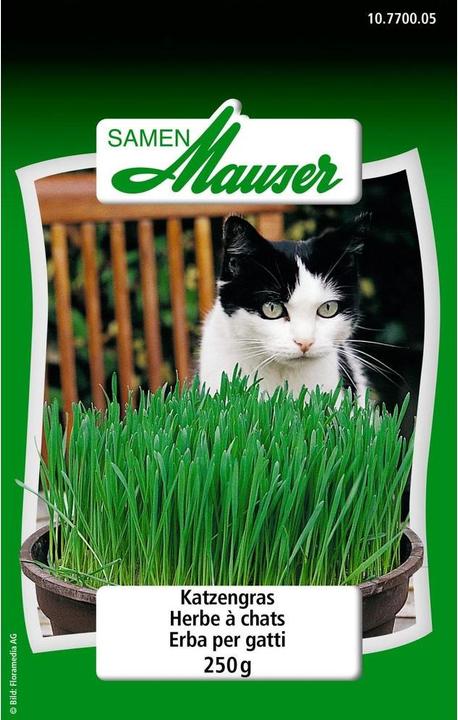 Produktbild Samen Mauser Katzengras (Kräutersamen)