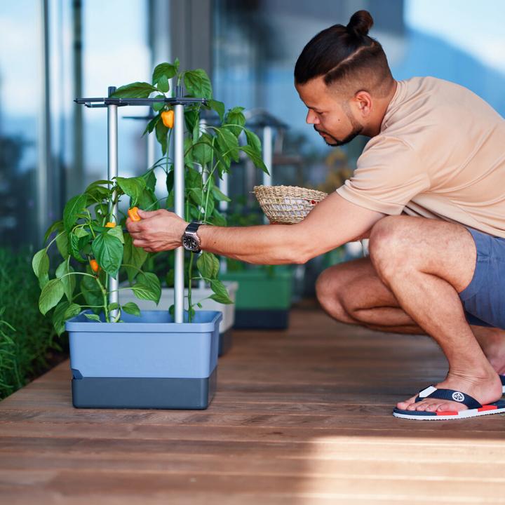 Produktbild Gusta Garden Charly Chili (35 cm)