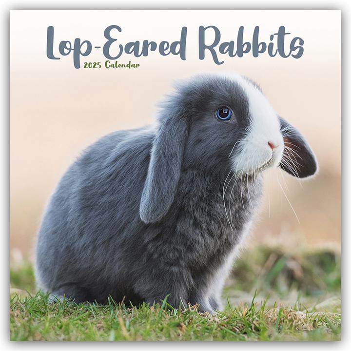 Lop-eared Rabbits - Aries Rabbits 2024 - 16 month calendar (305 x 305 mm, Hardcover, German)