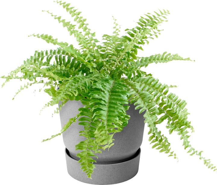 Produktbild Elho Greenville (25 cm)