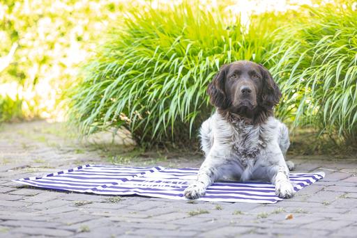 Actual product image Beeztees Hello Summer (Dog)