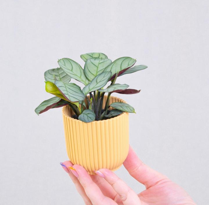 Actual product image Plant in a Box Ctenanthe Burle-Marxii 'Amagris' - Korbmarante (25 cm)