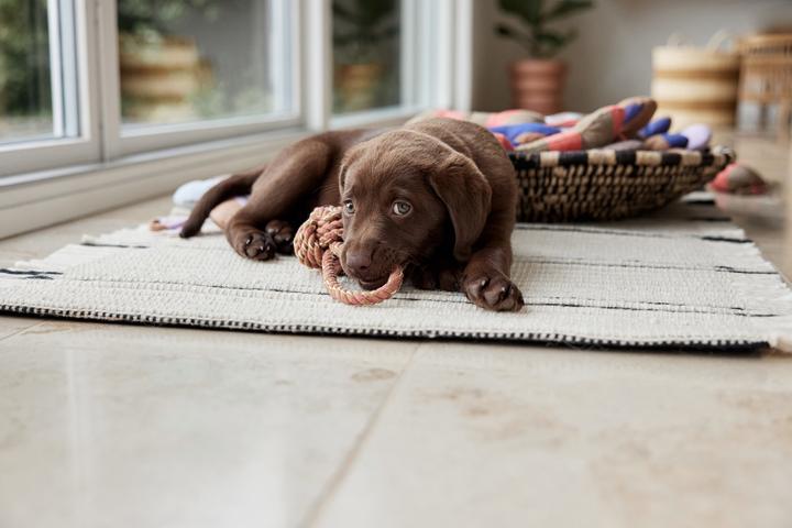 Immagine prodotto OYOY Zoo ZOO - Giocattolo per cani Ashi grande - Blu scuro/marrone (Z60071) (Cane di peluche)