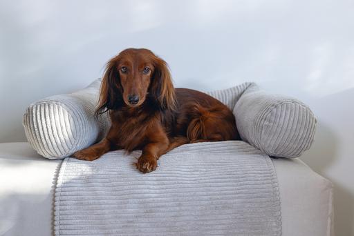 Actual product image Designed by Lotte Ribbed (Dog)