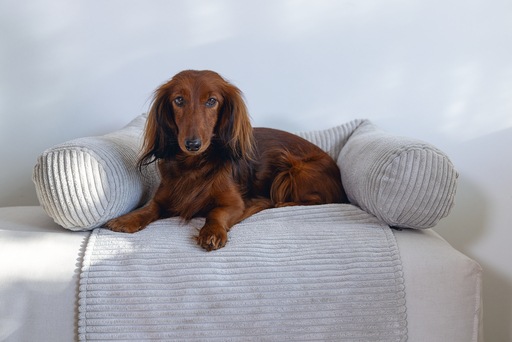 Produktbild Designed by Lotte Ribbed (Hund)