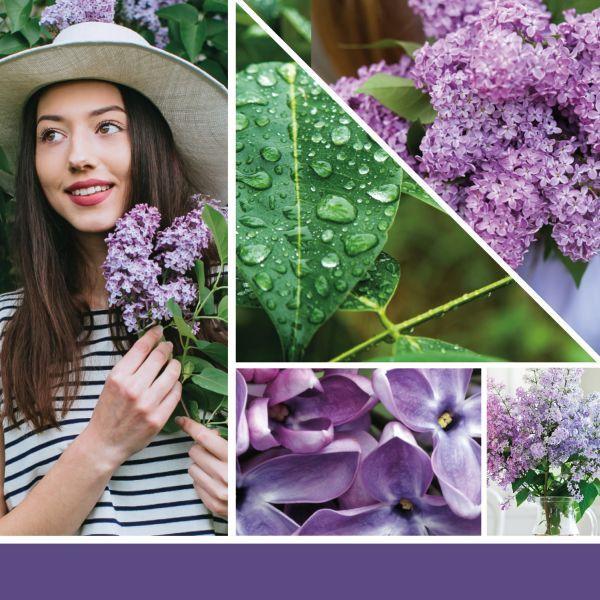 Actual product image Yankee Candle Duftkerze Lilac Blossoms Signature Large Jar (567 g)