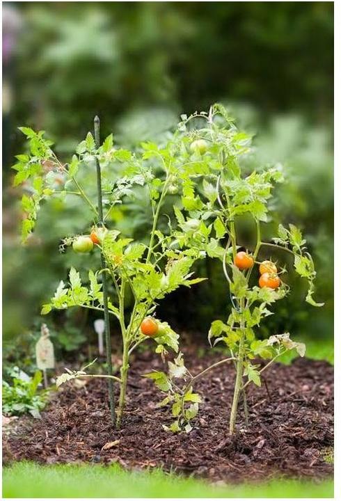 Immagine prodotto Windhager Asta della pianta (180 cm, 1.60 cm)