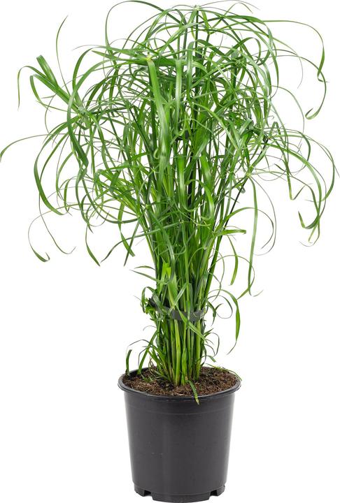 Produktbild Flowerbox Zyperngras - Cyperus alternifolius (60 cm)
