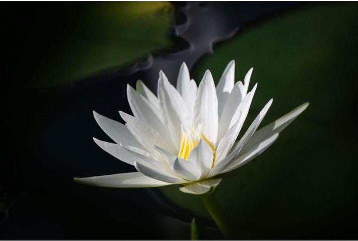 Actual product image Tokina SZ Super Tele 500mm f/8 Reflex MF Nikon Z (Nikon Z, full size)