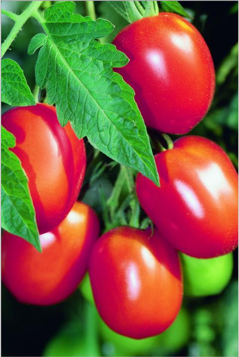 Produktbild Zollinger Bio Tomate, Baumtomate (Samenbomben)