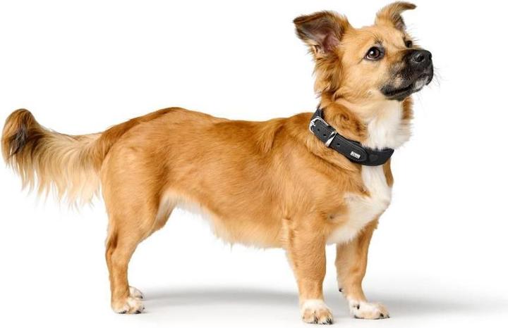 Actual product image Hunter - H.HB Soho X Love - 37/XS-S - Black (Dog, General)