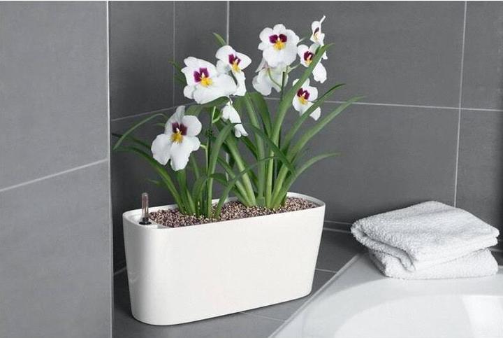 Produktbild Lechuza Delta (40 x 15 x 18 cm)