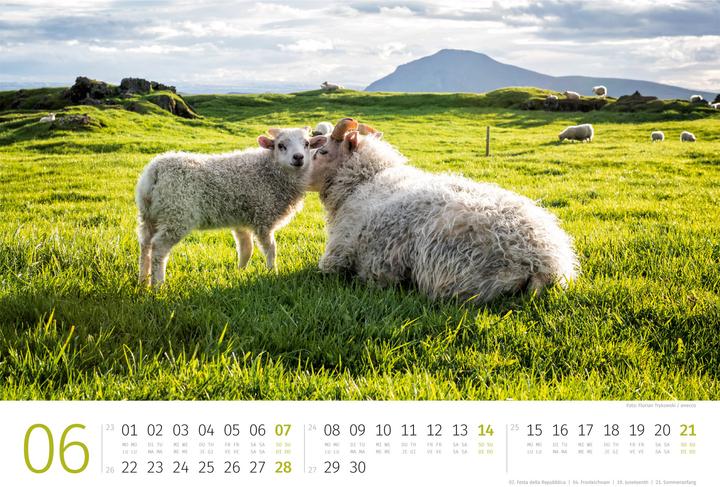 Produktbild Schafe Kalender 2026 (45 x 33 cm)