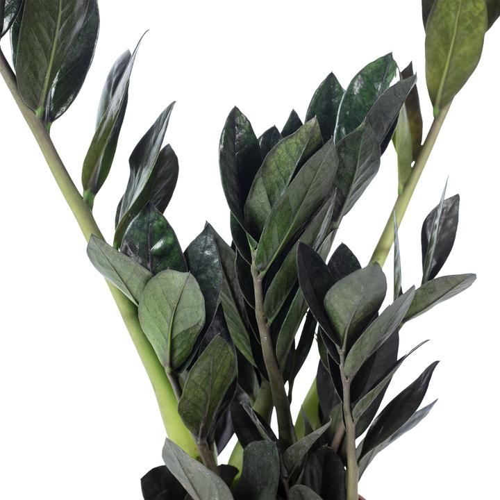 Immagine prodotto Flowerbox Lucky Feather "Raven" - Zamioculcas zamiifolia nera (35 cm)