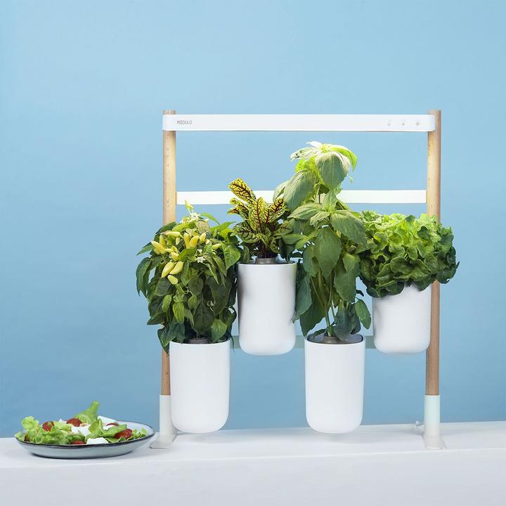 Image du produit Prêt à Pousser Modulo 2