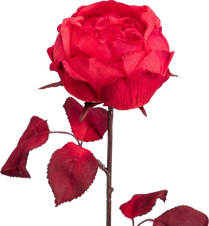 Image du produit pfister Celebration