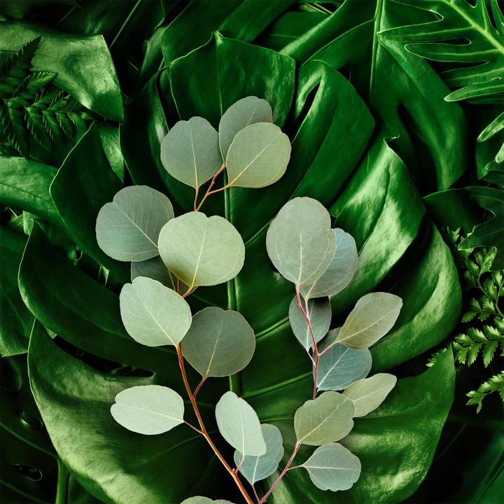 Actual product image AXE Wild Green Mojito & Cedarwood (Spray, 150 ml)