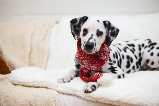 Image du produit Beeztees Peluche de Noël (Bandana pour chien)