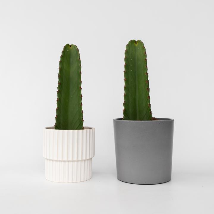 Produktbild Plant in a Box Euphorbia ingens - 2er Set Cowboy-Kaktus (40 cm)