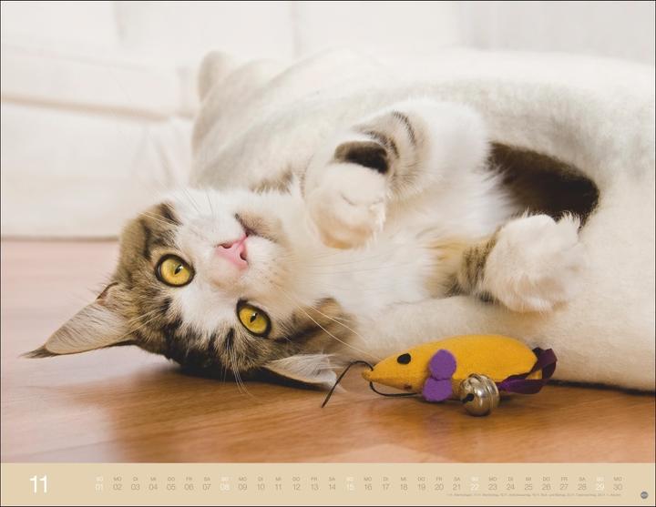 Produktbild Monika Wegler: Katzenkalender 2026 (44 x 34 cm)