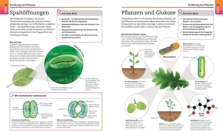 Actual product image Visuelles Wissen. Biologie (German, Dietmar Mertens, DK Publishing House, 2021)