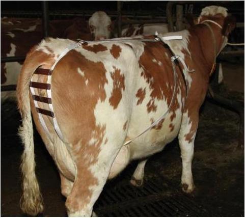 Actual product image Kerbl 1031 Incident bandage nylon straps