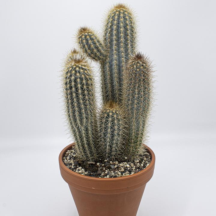 Actual product image Kakteen Gautschi Pilosocereus braunii (20 cm)