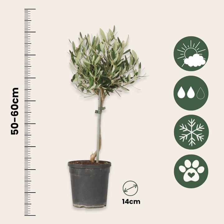 Immagine prodotto Plant in a Box Olea Europaea (45 cm)