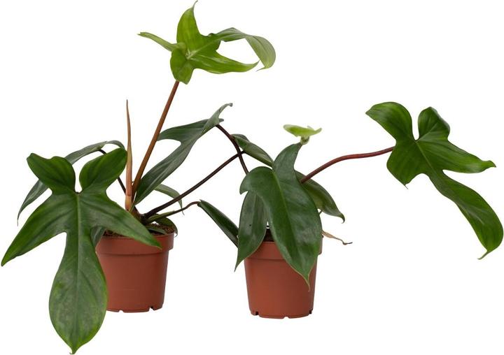 Immagine prodotto Plant in a Box Filodendro verde della Florida - Set di 2 alberi (20 cm)