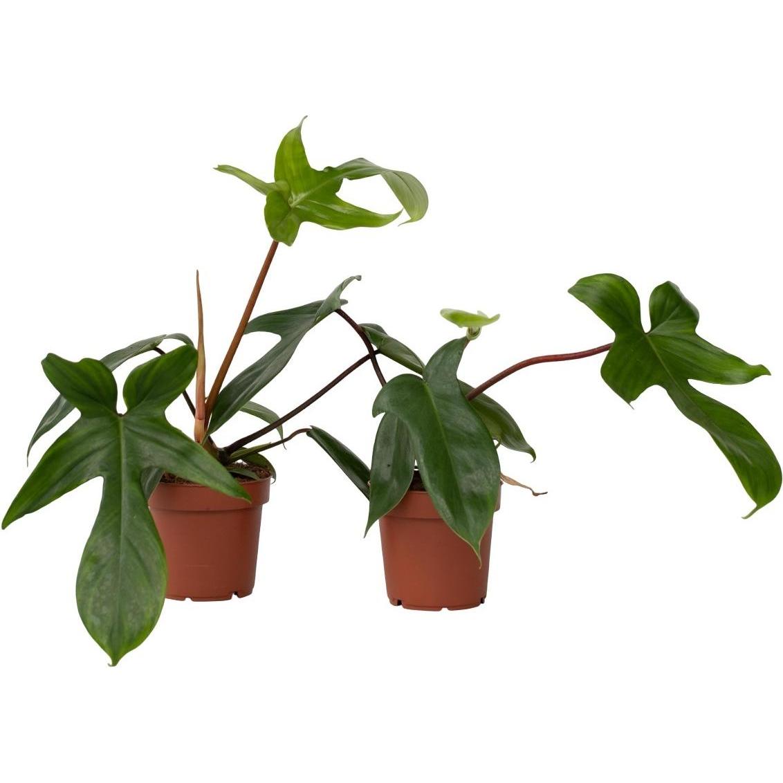 Plant in a Box, Pflanzen, Philodendron Florida Green - 2er Set Baumfreund (20 cm)