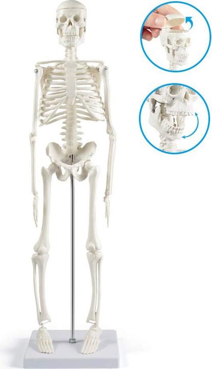 Produktbild breesky Anatomie-Skelettmodell 45 cm (beweglich)