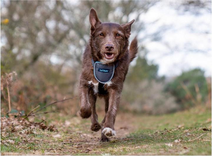 Actual product image Company of Animals CarSafe Autogeschirr (Dog)