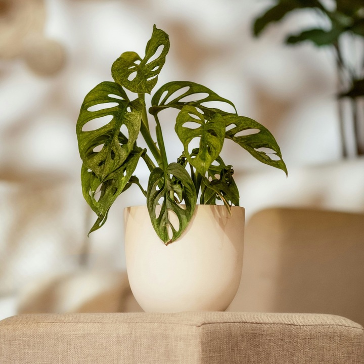 Actual product image Plant in a Box Monstera Monkey Mask - Monkey Mask Plant (30 cm)