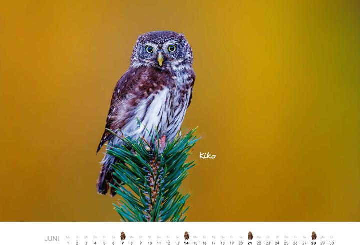 Immagine prodotto Eulen Kalender 2026 (47,5 x 33 cm)