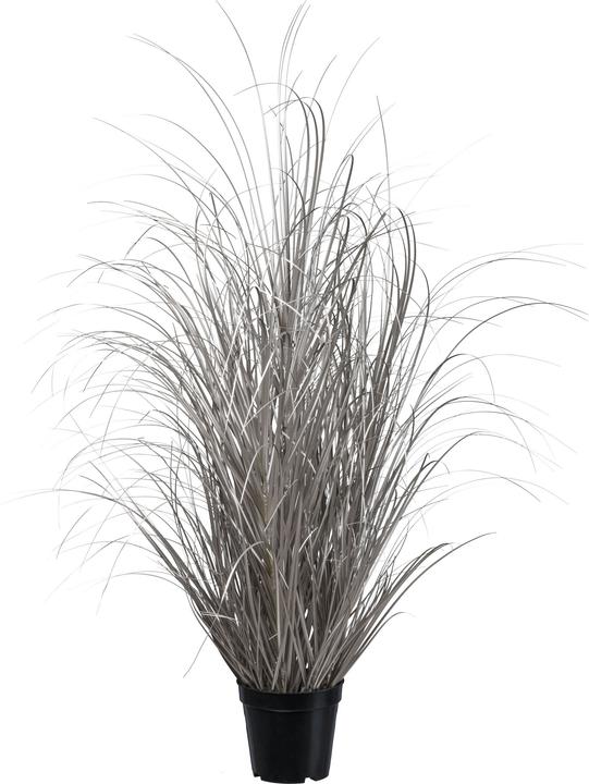 kaiserkraft Gras im Topf (93 cm)