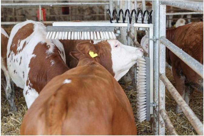 Produktbild Kerbl Ersatzbürste zu Viehbürste Texas